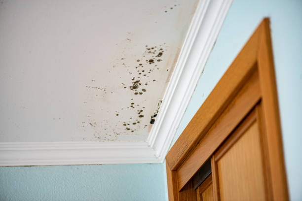 Why You Should Choose Our Mold Remediation Services in Palmview South, TX